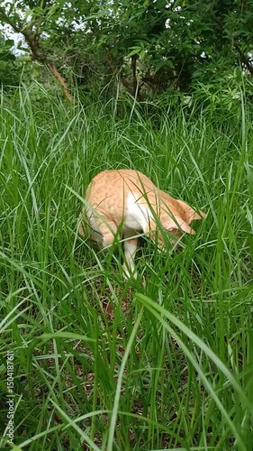 An orange kitten is pawing at something in the bushes.