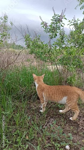 An orange kitten is staring at something in the bushes.