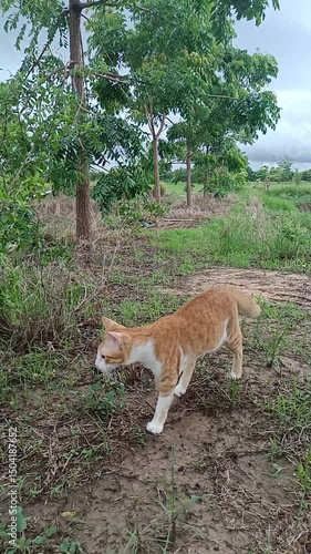 A cute orange kitten is walking on the ground in the middle of nature.