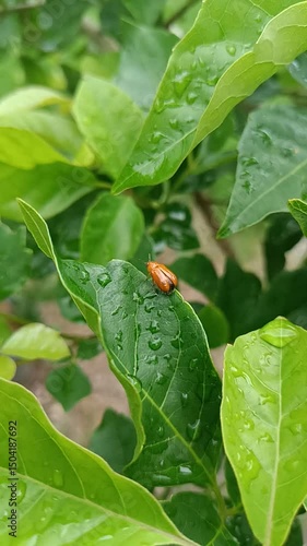 Ladybugs move on green leaves in the rainy season.