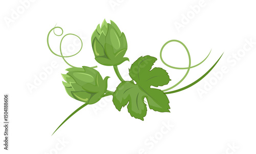Hop plant  vector. Key ingredient for brewing beer. Oktoberfest element. Flat vector in cartoon style.
