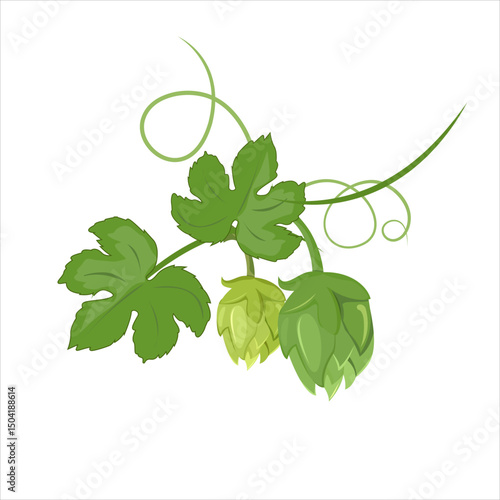 Hop plant  vector. Key ingredient for brewing beer. Oktoberfest element. Flat vector in cartoon style.