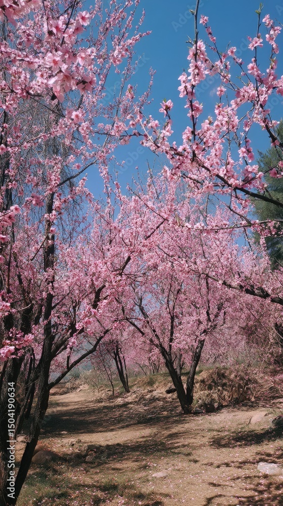 spring sunshine peach trees the peach blossoms spring sunshine peach trees the peach blossoms