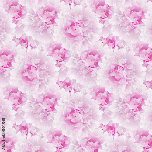 Pattern of Soft Pink and White Peony Blossoms in Full Bloom
