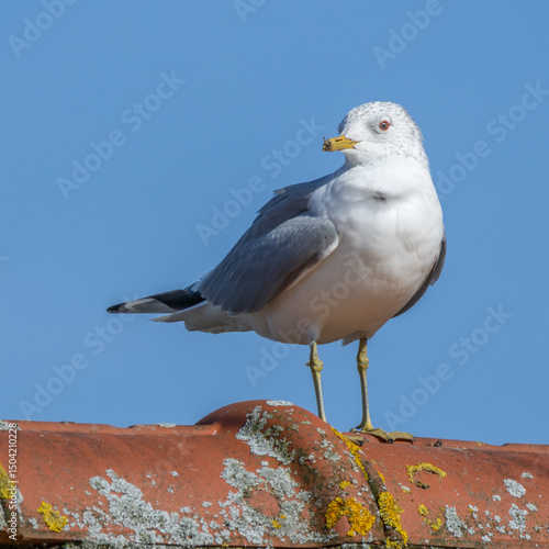 seagull on the roof