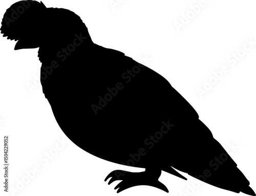 Andean Cock Of The Rock Bird Peru Silhouette Shadow Drawing Vector