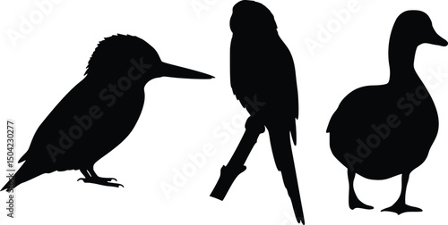 Silhouette illustration of three birds in profile  kingfisher, stork, and duck for nature and wildlife design themes


