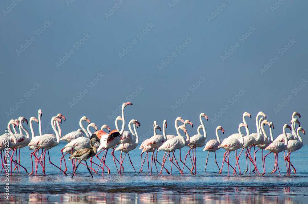 Naklejka premium A stunning view of pink flamingos standing gracefully by a calm lake under a bright blue sky. Perfect for nature, wildlife, and travel projects, showcasing the beauty of exotic birds