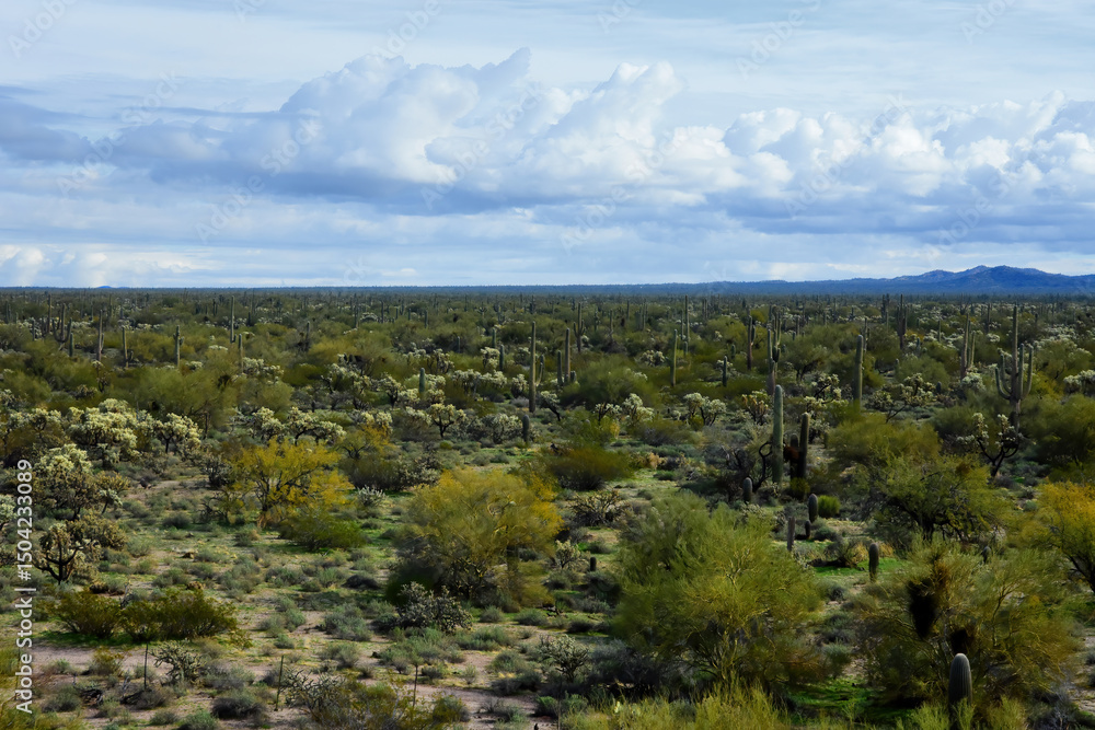 Obraz premium Mid Winter Landscape Sonoran Desert Arizona