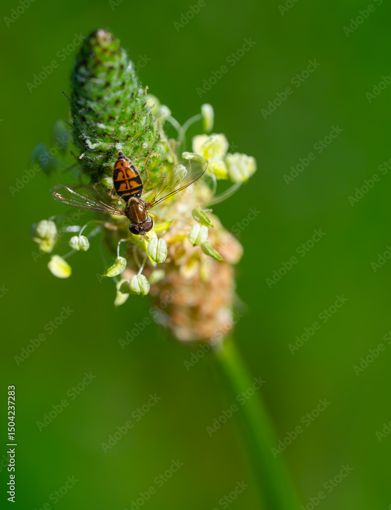 Closeup of an eastern calligrapher hover fly on a tiny white wildflower Closeup of an eastern calligrapher hover fly on a tiny white wildflower
