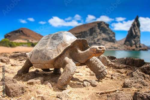 Galapagos Islands. Galapago...