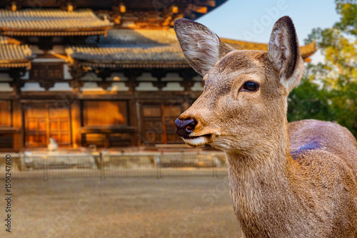 Nara park with deer. Fauna ...