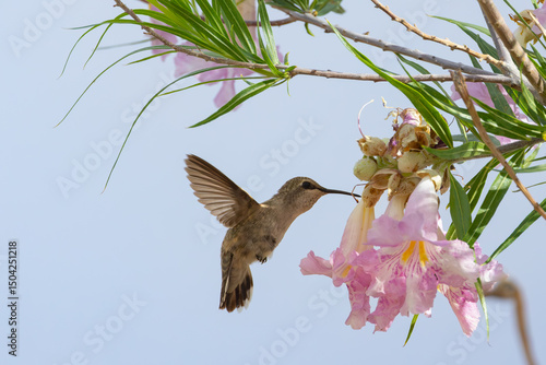 Hummingbird in flight feeding from flower in desert