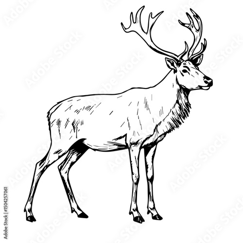 Majestic red deer stag cervus elaphus standing proudly.  Elegant red deer with large antlers perfect for wildlife illustrations. This detailed drawing of red deer is ideal for nature posters, holiday