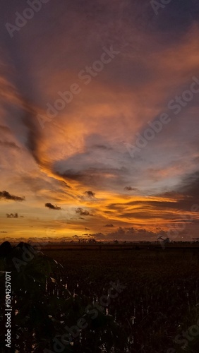 Obraz na plátně Sunset in the ricefield with orange and silhouette