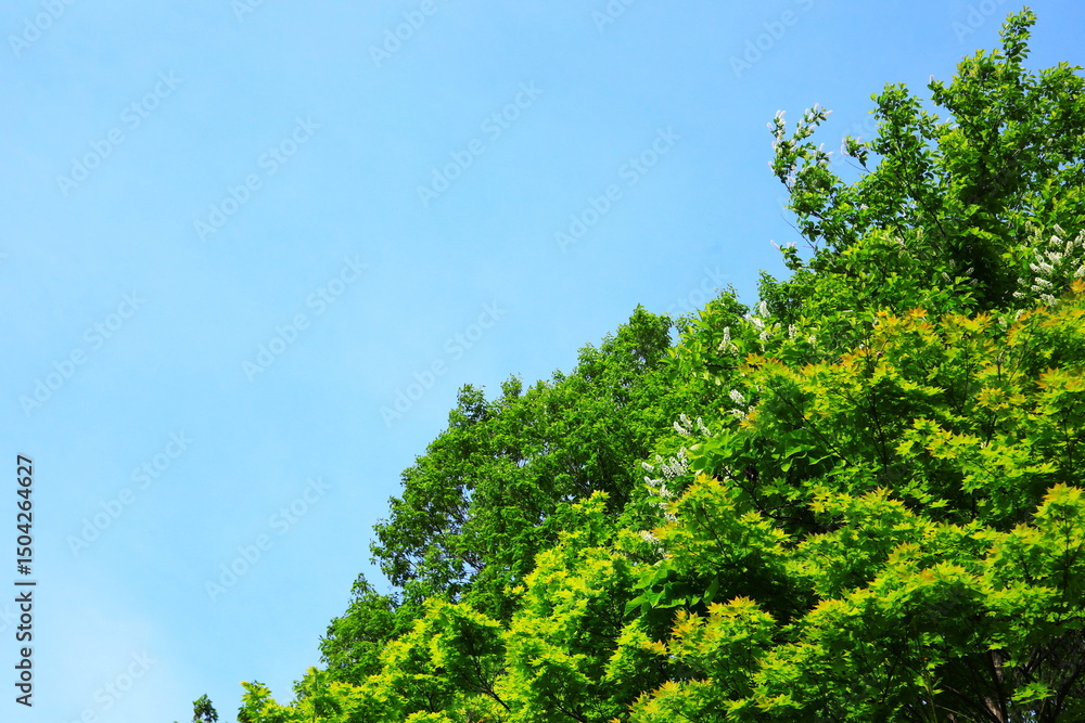 Obraz premium 青空に映える新緑