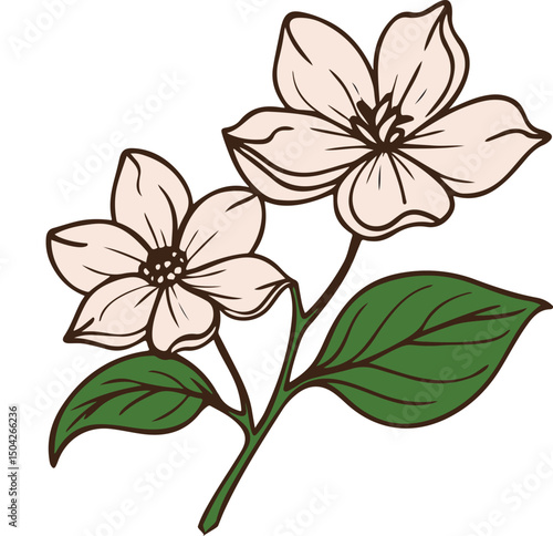 dogwood flowers floral design blossom branch leaves petals spring illustration