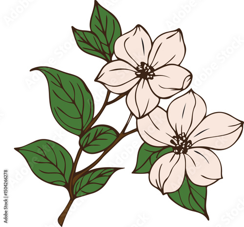 dogwood flowers floral design blossom branch leaves petals spring illustration
