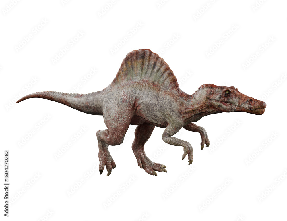 Fototapeta premium Spinosaurus isolated on white