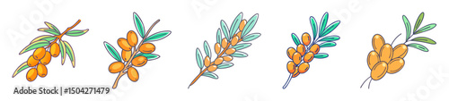 sea buckthorn icon, sea buckthorn line art - simple line art of sea buckthorn, perfect for sea buckthorn logos and icons