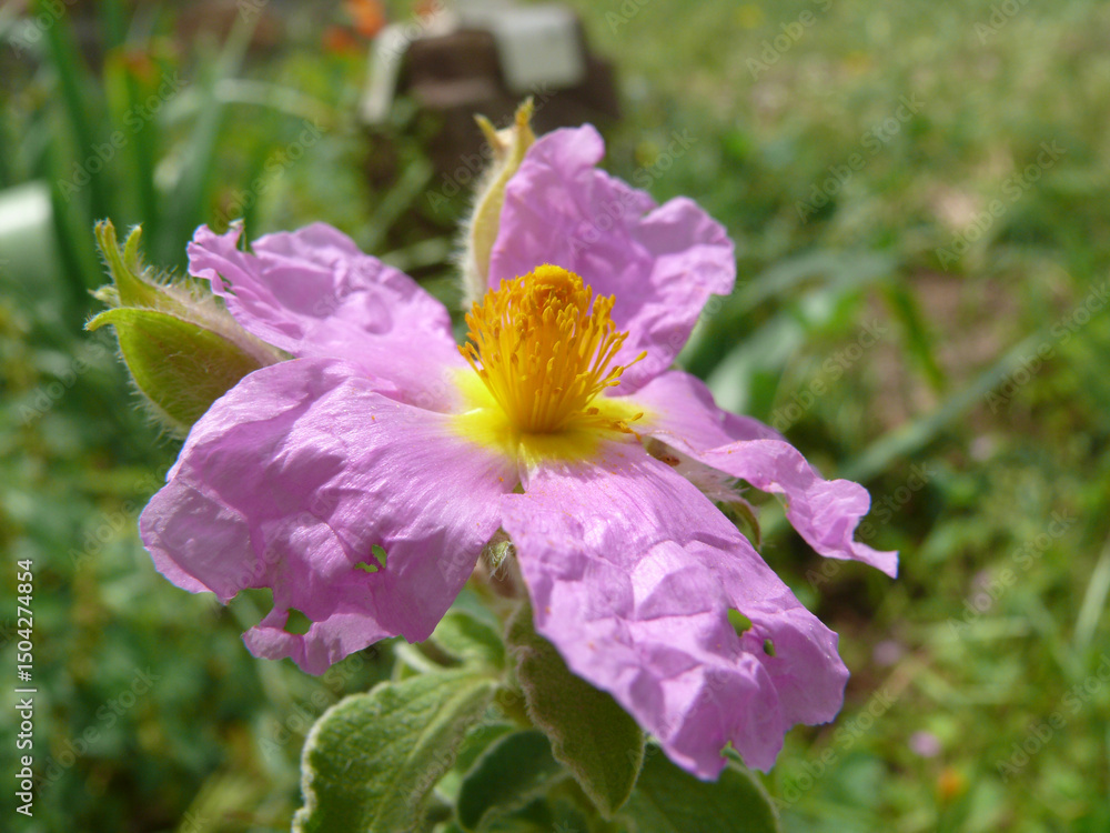 Fototapeta premium Natura