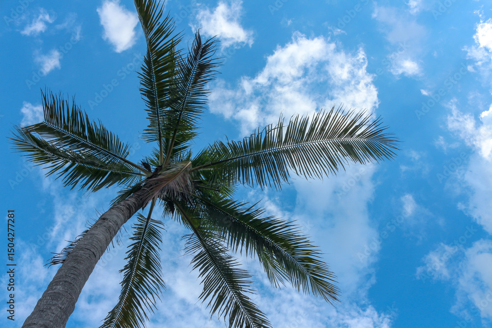 Fototapeta premium coconut palm tree