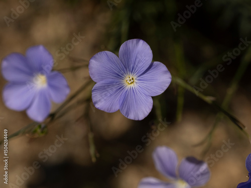 fleur bleue avec nervures
