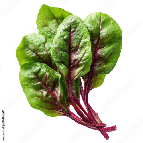 Fresh Swiss Chard Leaves: Nutrient-Rich Green Delight
