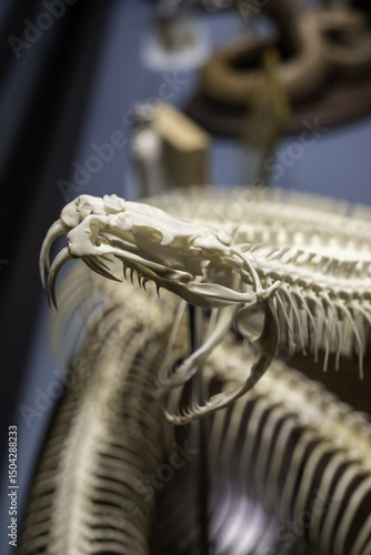 Skeleton of a poisonous snake