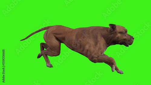 realistic american pitbull run cycle on green screen