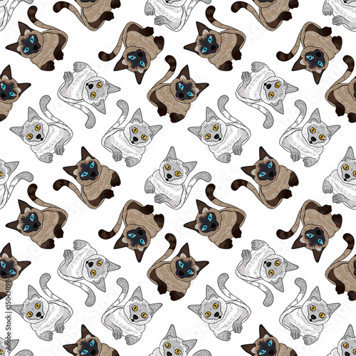 Cat pattern on white isolate background