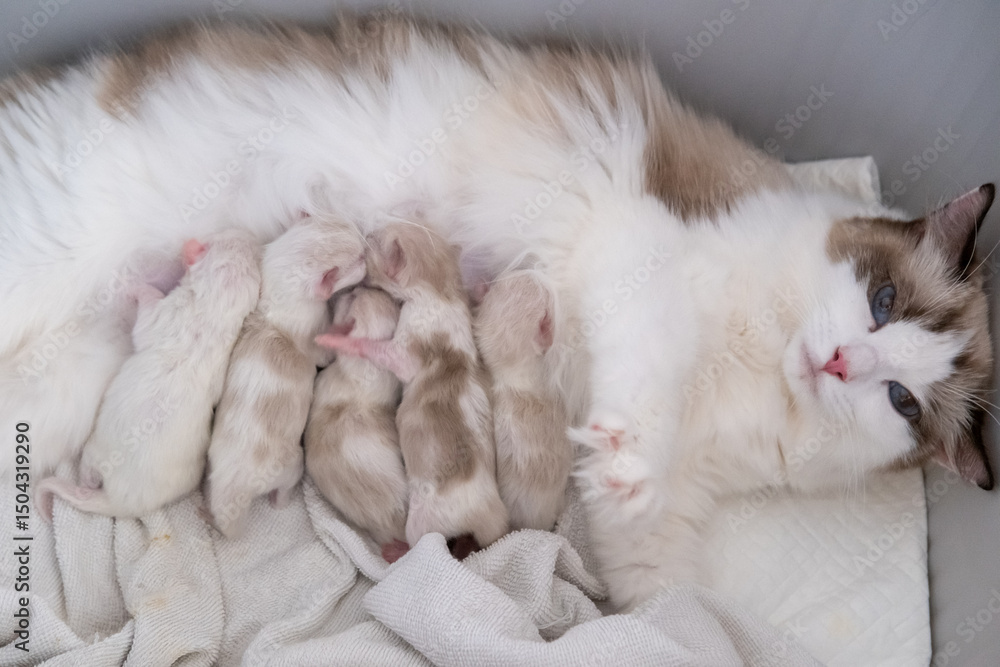 Fototapeta premium Five Newborn Ragdoll kittens feeding from their mother.