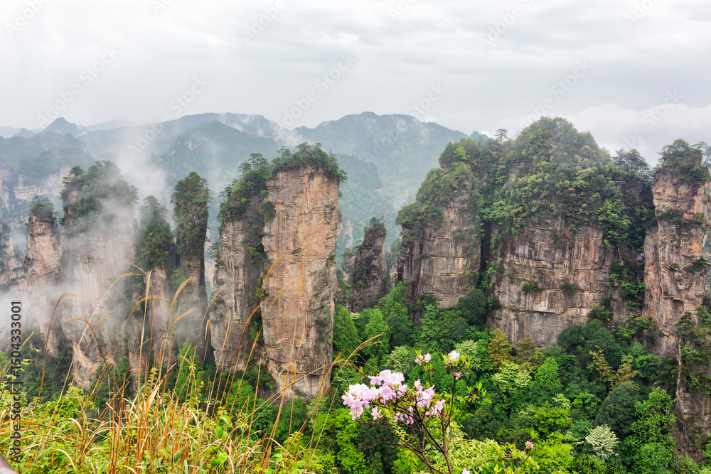Fototapeta premium Famous tourist attraction of China - Zhangjiajie stone pillars cliff mountains in fog clouds at Wulingyuan, Hunan, China