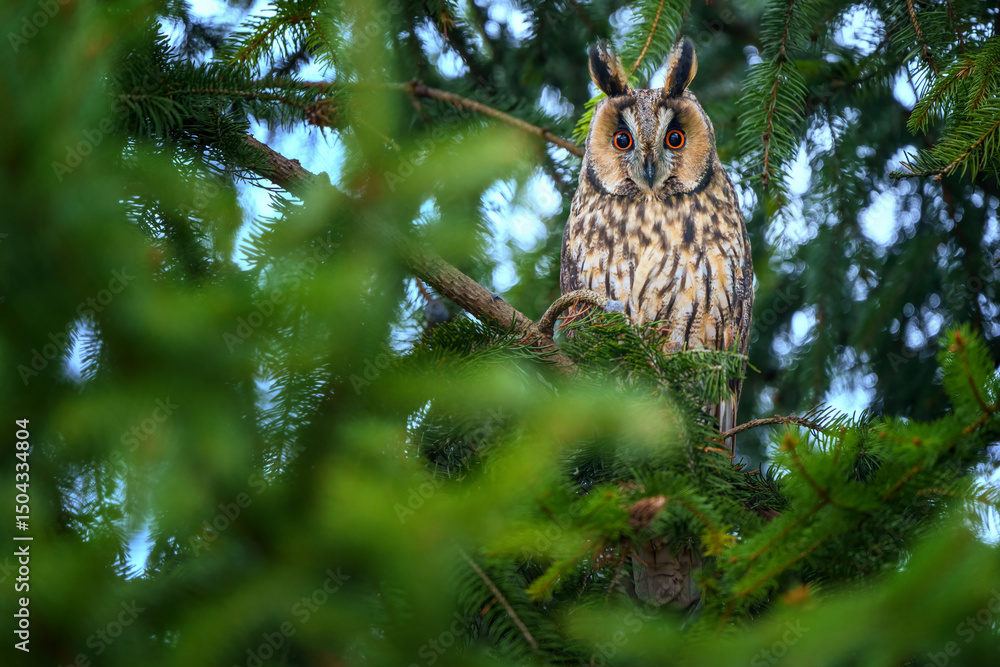Obraz premium Long-eared owl resting in conifer tree