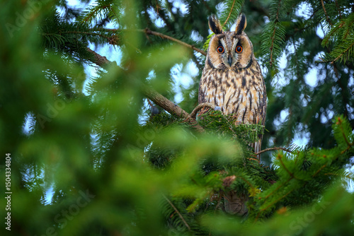 Long-eared owl resting in conifer tree
