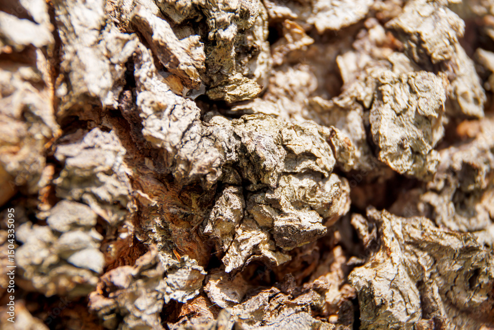 macro shot tree bark macro shot tree bark