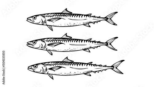 vector illustration of a fish