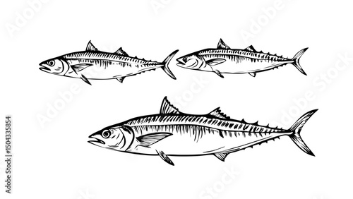 hand drawn fish