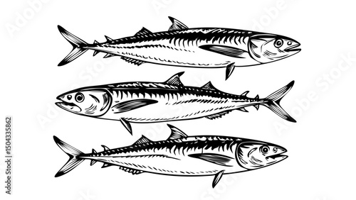 vector illustration of a fish's set