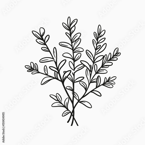 Botanical illustration foliage plant leaves nature drawing branch floral design herb sketch greenery sprig silhouette