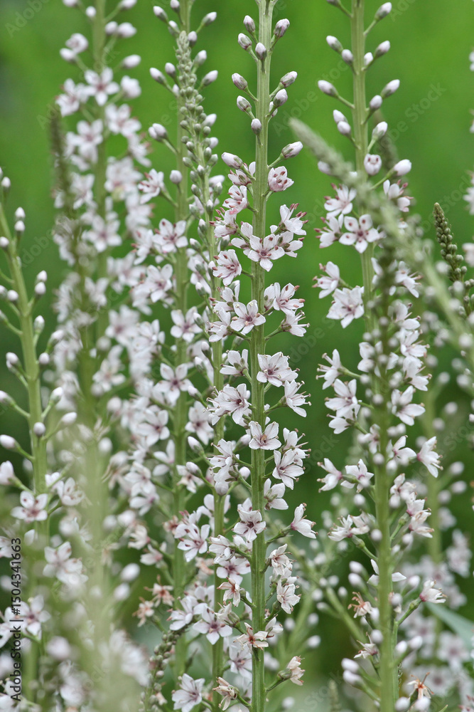 Obraz premium White Lysimachia ephemerum, the willow leaved loosestrife or milky loosestrife in flower.
