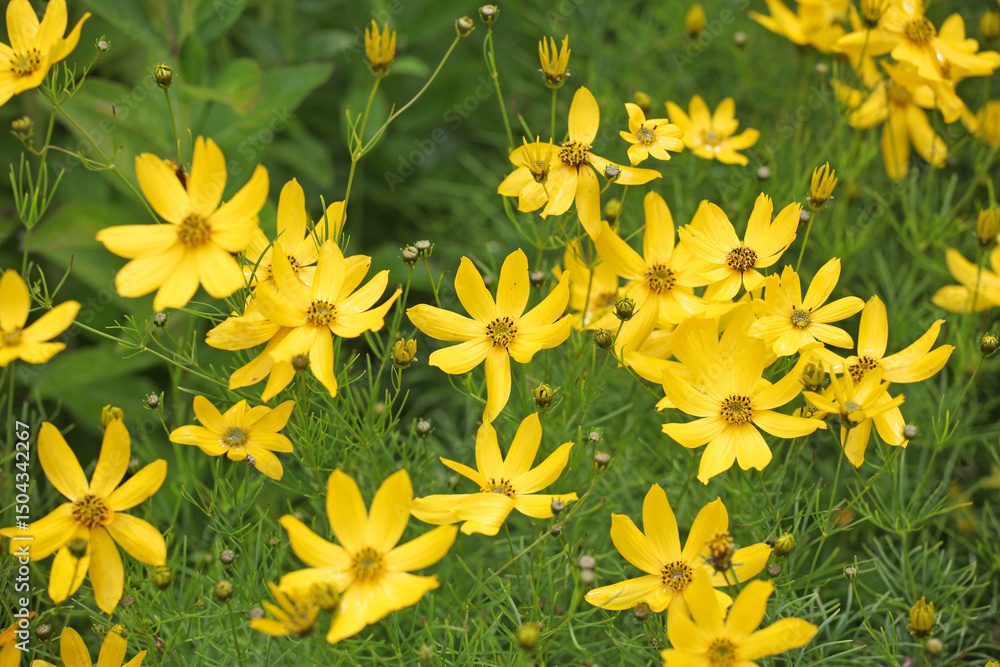Obraz premium Bright yellow Coreopsis verticillata ‘Zagreb’, also known as whorled tickseed, whorled coreopsis, thread leaved tickseed, thread leaf coreopsis, and pot of gold in flower.