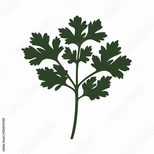 Isolated cilantro parsley herb green leaf plant botanical culinary ingredient fresh cooking flavor food aroma