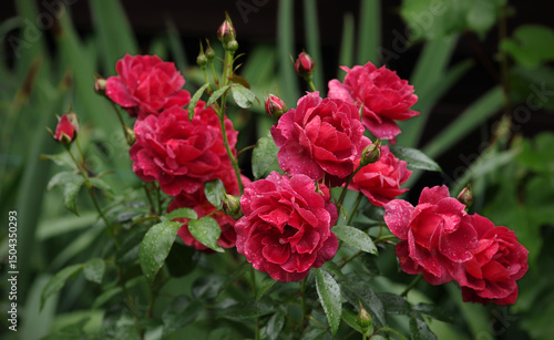 Wallpaper Mural Drops of water on a leaves and rose flower on a natural background. Selective focus. Torontodigital.ca
