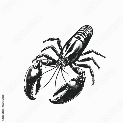 Lobster drawing seafood crustacean aquatic animal marine life ocean creature sea shellfish delicacy food art