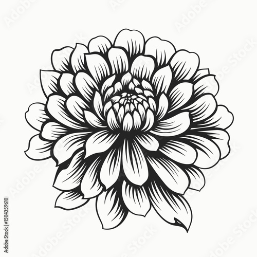 Dahlia flower floral blossom bloom petals botanical garden nature plant black white line art illustration art
