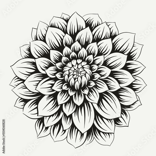 Dahlia flower floral botanical blossom nature garden bloom petals plant drawing monochrome black white art silhouette