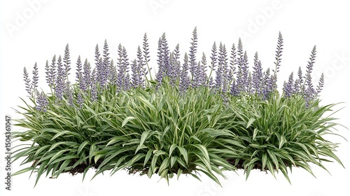 Buy liriope muscari variegated online for sale plants groundcover landscaping garden ideas for home decor