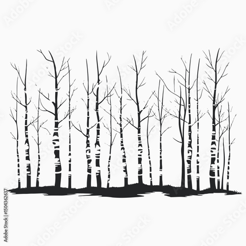 Black white trees forest birch woods nature landscape silhouette woodland scenery background artistic design