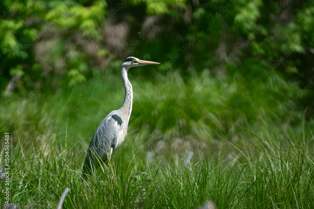 Fototapeta premium grey heron ardea cinerea